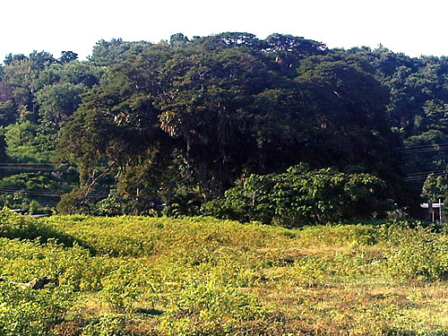 swiss-family-robinson-tree-trinidad-and-tobago-2