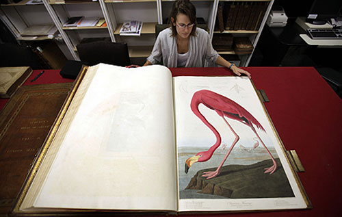 birds-of-america-by-john-james-audubon-gallery-105461481