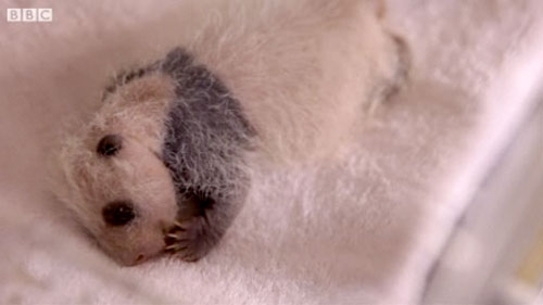 panda-breeding-is-booming
