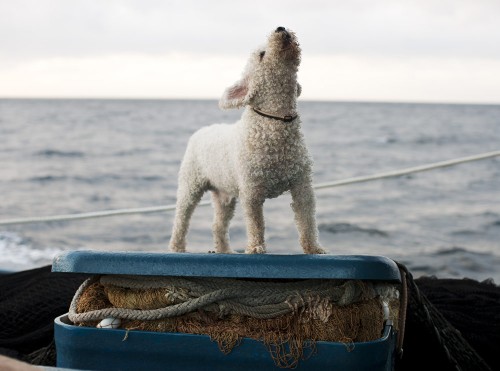 corey-arnold-Purse_Seine_Guardian