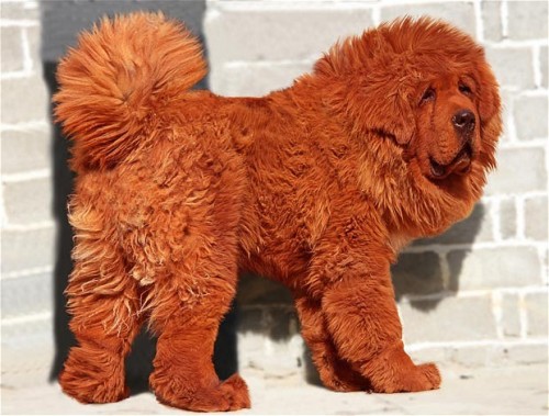 most-expensive-dog-big-splash-hong-dong
