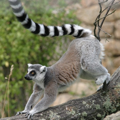 Ring-Tailed-Lemur-richard-branson-sanctuary