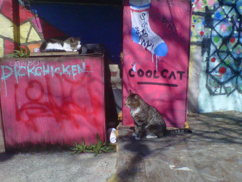 cool-cat