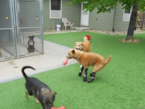 Naki'o, the World's First Dog With Four Prosthetic Paws