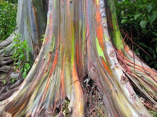 rainbow-eucalyptus-tree