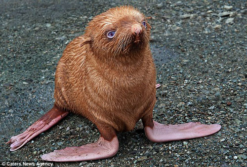 lonely-ginger-seal