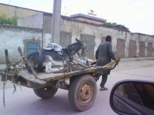 donkey-shapeshifting-into-a-hooker
