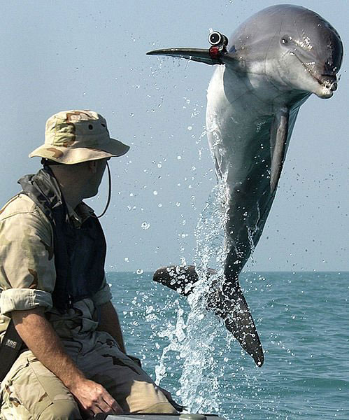 military-dolphins