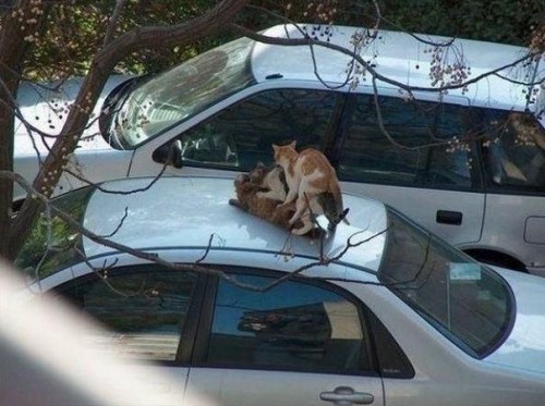 cat-stacks