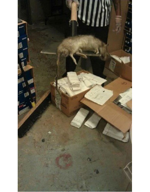 giant-rat-at-ny-footlocker