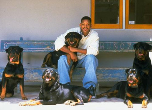 will-smith-rottweilers