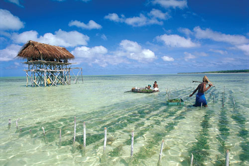 seaweed-farm