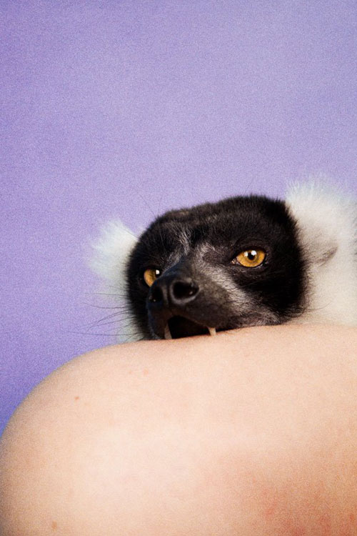 ryan-mcginley-animals