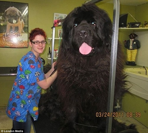 big dogs big dogs big dogs big dogs