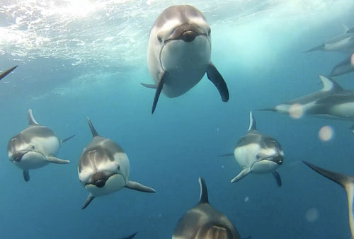 go-pro-torpedo