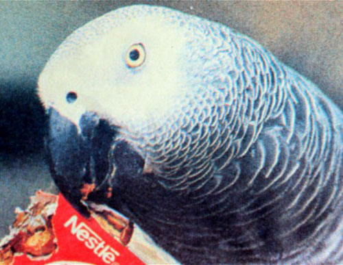 bird-obituary