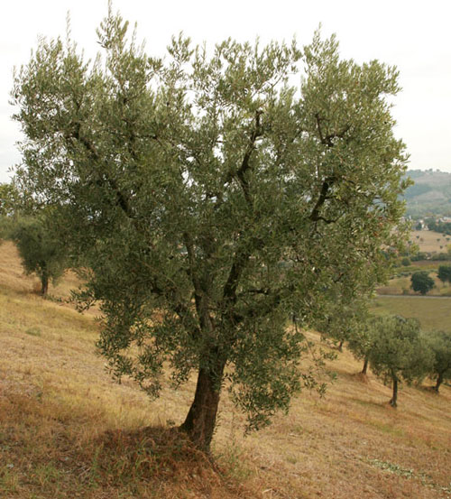 adopt-olive-tree