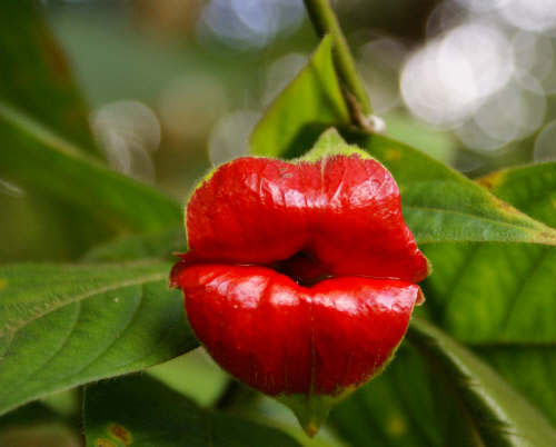 hooker-lips