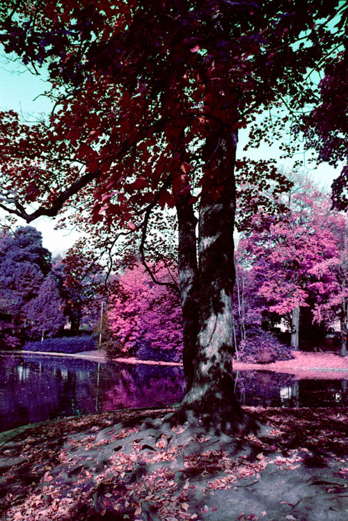 lomochrome-purple