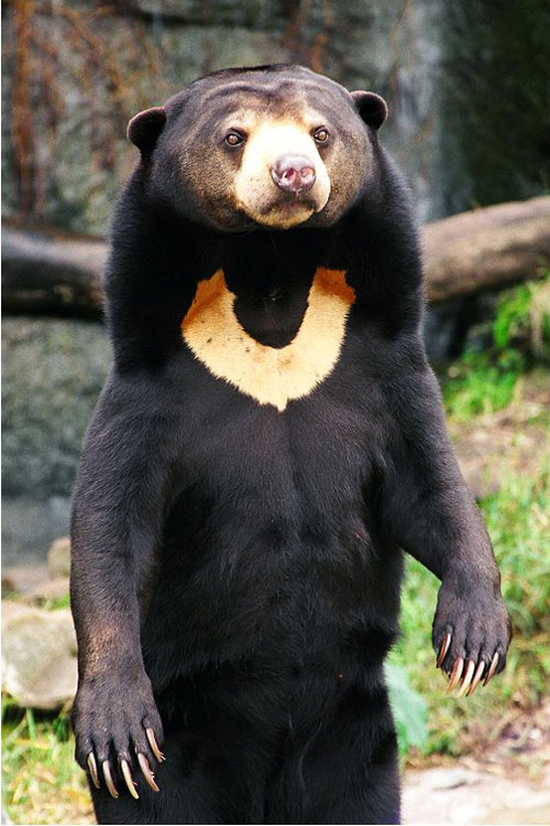 sun-bear
