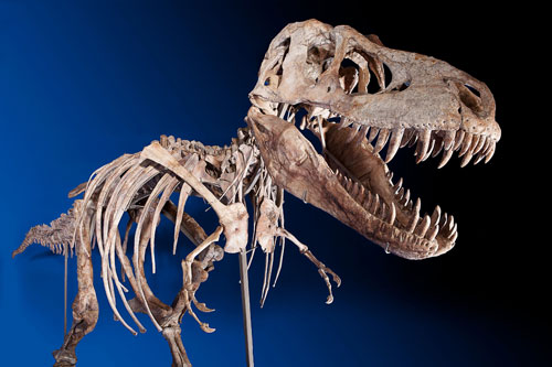 tyranosaurus-bataar-up-for-auction