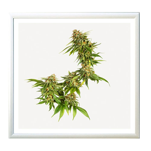 weed-print