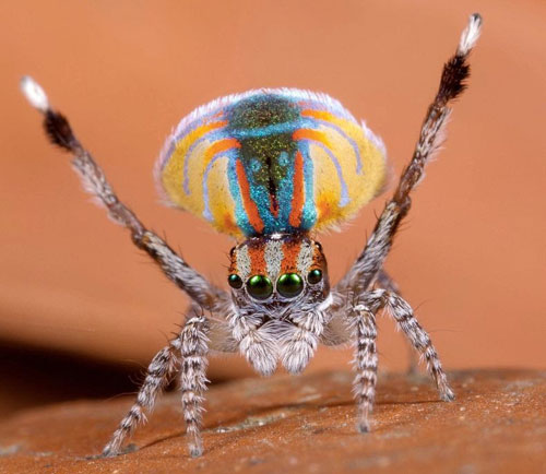 peacock-spider
