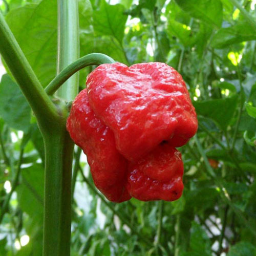 trinidad-moruga-scorpion