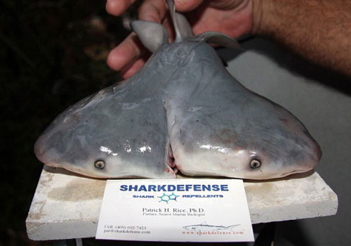 two-headed-shark