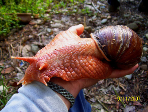 Giant-African-land-snails
