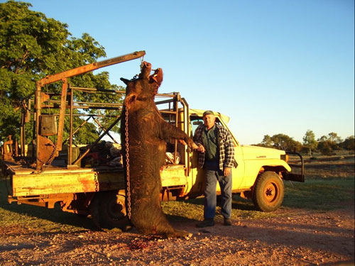 feral-pig-bacon