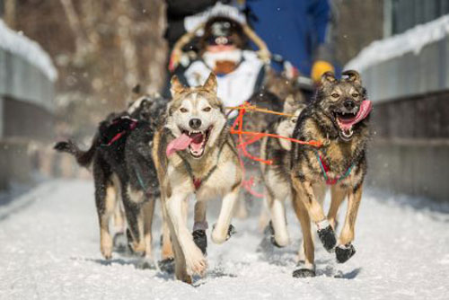 iditarod