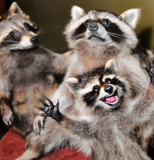 taxidermy