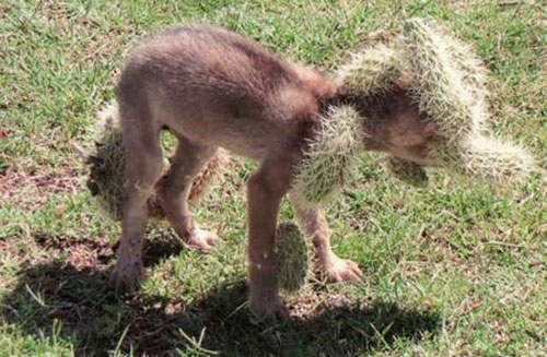 Coyote-pup-cactus-encounter