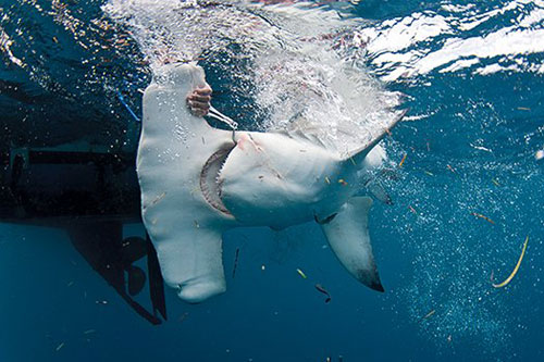 catch-and-release-hammerhead-shark