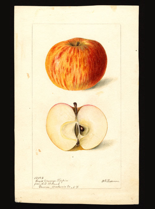 cox-orange-pippin