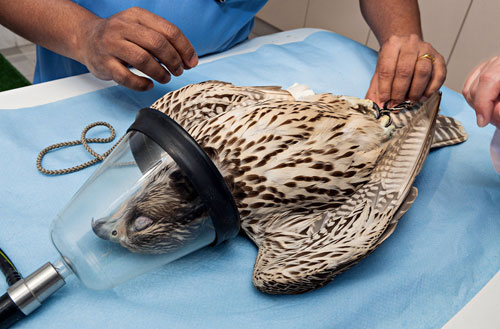 falcon-hospital