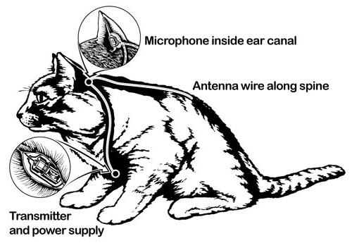 operation-acoustic-kitty