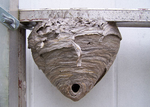 sex-with-hornets-nest