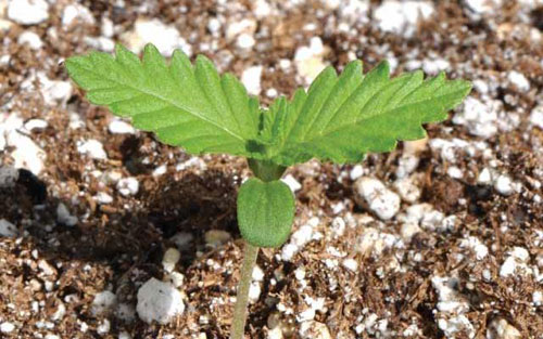 spring-pot-planting-2013