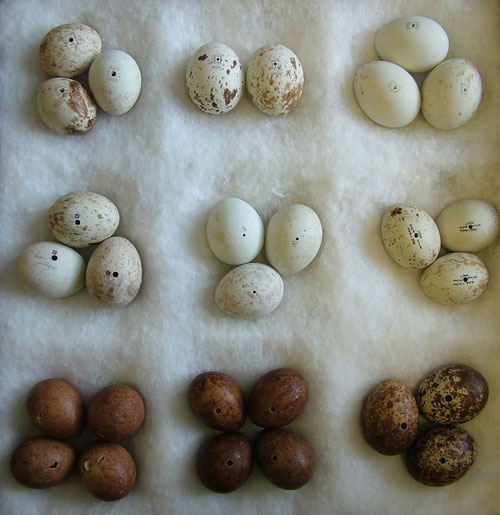 egg-hunters