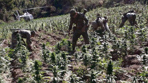 pot-war-california