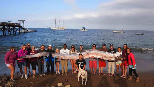 oarfish-earthquake-folklore