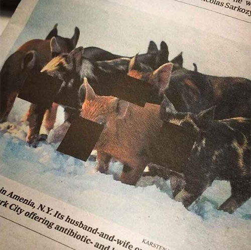 Censored-pigs-ny-times-malaysia