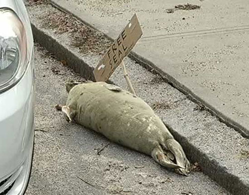 free-seal-providence
