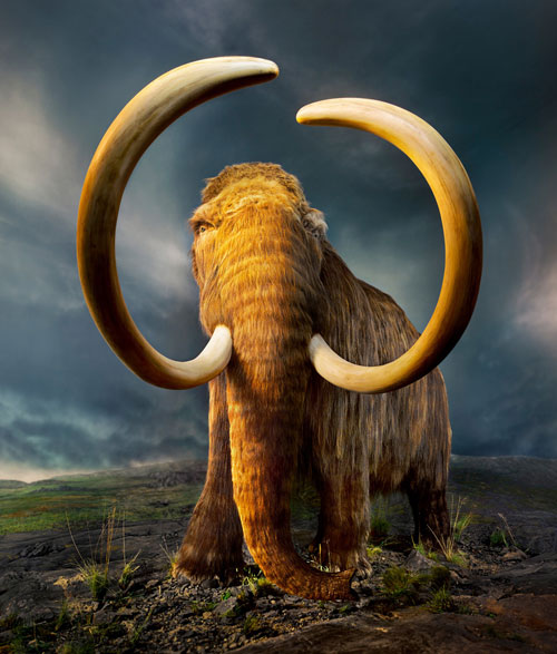 wooly-mammoth-de-extinction
