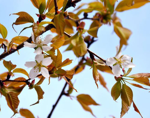 space-cherry-trees