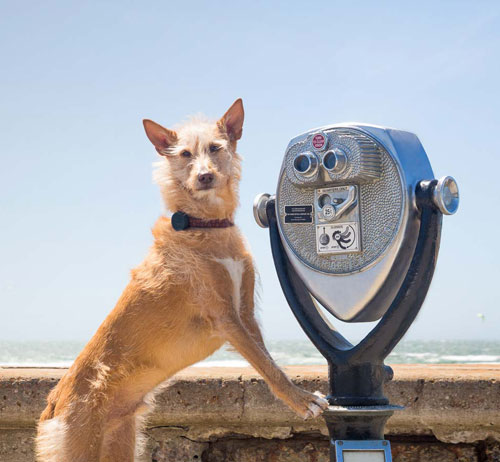 trackable-canine-dog-gps