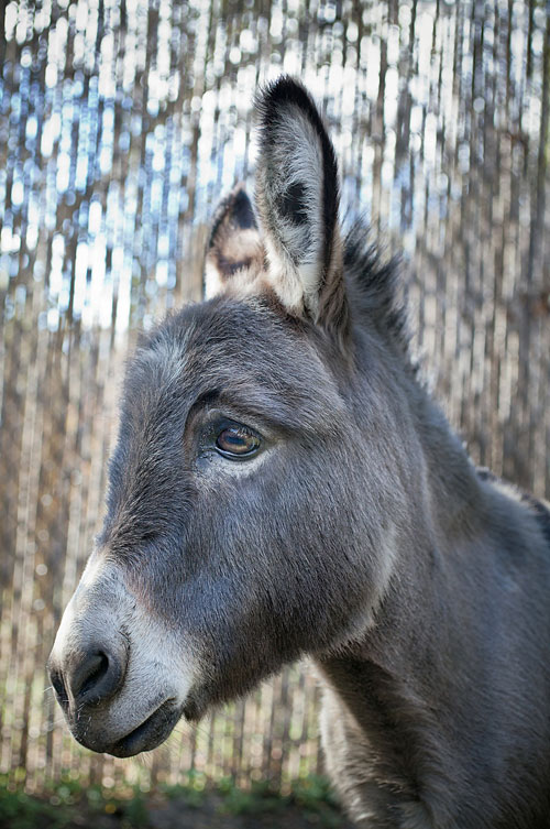 sad-donkey