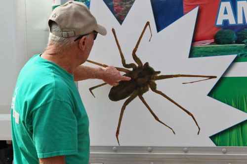 brown-recluse-house-missouri